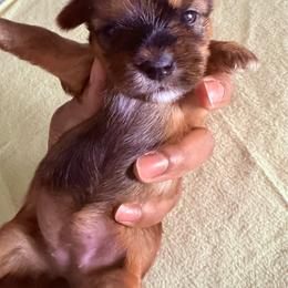 Cocoa - Black and tan female Shorkie puppy in Florida from Shih tzus and Shorkies Galore