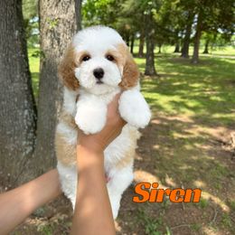 Siren - Red female Bernedoodle puppy in Springfield, Missouri from PoodlelyDoodlely