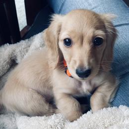 Dachshund Puppies from Northwest Dachshunds