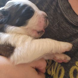 Saint Bernard Puppies from Amber's Saint Bernards