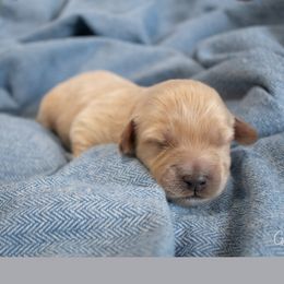 Willow - Cream Australian Labradoodle puppy in Chelsea, Michigan from Michigan Labradoodles