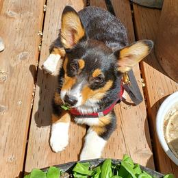 Pembroke Welsh Corgi Puppies from Rocking LJ Breeding