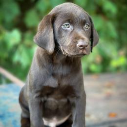 Labrador Retriever Puppies from Southern Heritage Retrievers