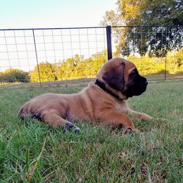 Mastiff Puppies from Red River Mastiff