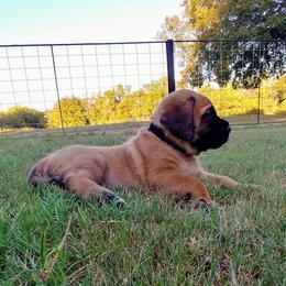 Mastiff Puppies from Red River Mastiff