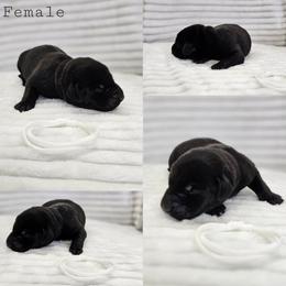 White Collar - Female - Black female Labrador Retriever puppy in Boyd, Minnesota from Lindley Labradors