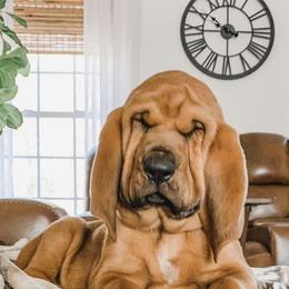 Bloodhound and Mastiff Puppies from Teoc Bloodhounds and Mastiffs