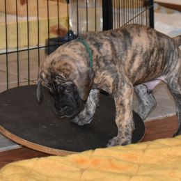 Great Dane Puppies from Tioli Great Danes