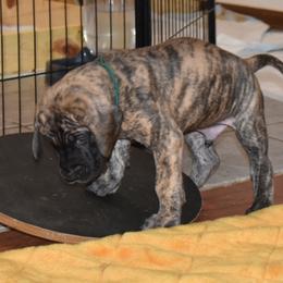 Great Dane Puppies from Tioli Great Danes
