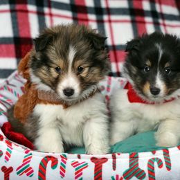 Laylee -  Sable Girl - Sable and white female Shetland Sheepdog puppy in Frazeysburg, Ohio from Mountain High Kennels