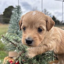 Eva - Cream female Goldendoodle puppy in Gay, Georgia from That’s My Puppy