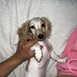 Zeus - Dachshund