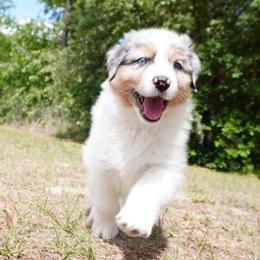 Icon - Blue merle male Australian Shepherd puppy in Weeki Wachee, Florida from Ace of Spades Australian Shepherds