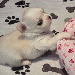 Teddy - Cream male Chihuahua puppy in Jacksonville, Florida from Precious Paws of Florida - Chihuahuas