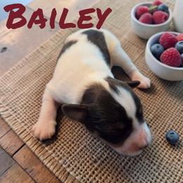 Bailey - Parti female Miniature Schnauzer puppy in Clemmons, North Carolina from Schnauzer Snobs