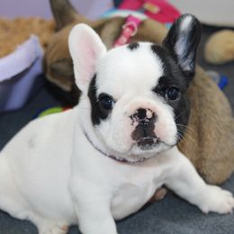 French Bulldog Puppies from SnortVille Bullies