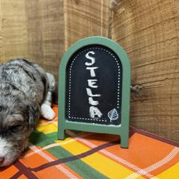 Stella - Blue merle female Aussiedoodle puppy in Lavonia, Georgia from H & A Kennels