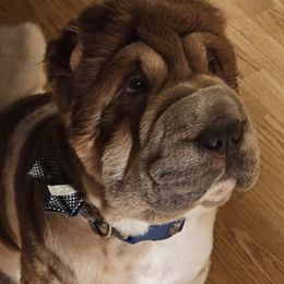 Gizmo - Chinese Shar-Pei
