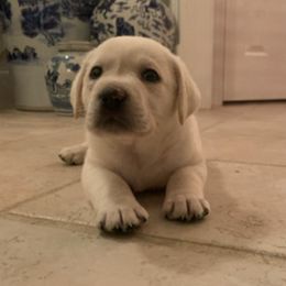 Labrador Retriever Puppies from Saddle Creek English Labradors