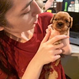 Cavalier King Charles Spaniel and Cavapoo Puppies from Unicorn Tears and Cavaliers