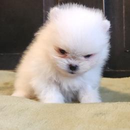 Sky - Cream male Pomeranian puppy in Hillsdale, Michigan from Kathy's K9 Cuties