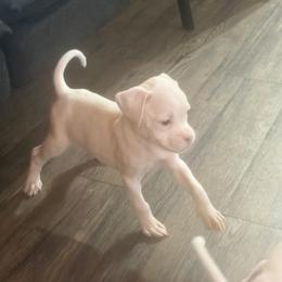 Red - White female Boxer puppy in Evington, Virginia from Boxer Tails