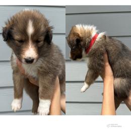 Red - Sable and white female Shetland Sheepdog puppy in Katy, Texas from Sherock’s Shelties