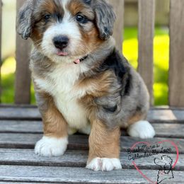 Bernedoodle and Goldendoodle Puppies from BrookeMarie’s Goldendoodle Love
