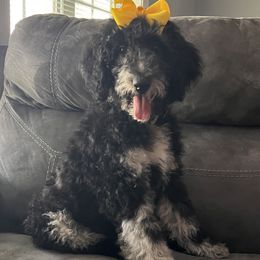 Miss Yellow - Blue merle female Aussiedoodle puppy in Taylor, Missouri from Pawsitively Doodles