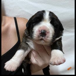 Orange - Mahogany and white male Saint Bernard puppy in New Philadelphia, Ohio from Fletchers Saints