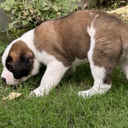 Saint Bernard Puppies from St Peter’s Gate Pups