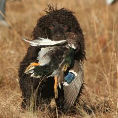 Irish Water Spaniels from Ballyhoo