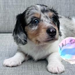 Boy 1 - Dapple male Dachshund puppy in Houston, Texas from L&L 4D Dancer’s Dachshunds