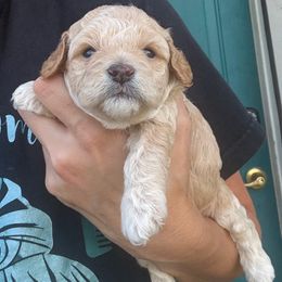 Millie - Cream female Cockapoo puppy in Benton, Arkansas from Village Toy Poos