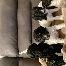 Goldendoodles and Labradoodles from Diaz Doodles
