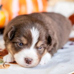 Daphne - Red tri-color female Miniature American Shepherd puppy in Tonopah, Arizona from King's Miniature American Shepherds