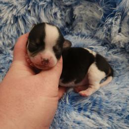 Theo - Black and white male Chihuahua puppy in Ashtabula, Ohio from Paw's & Awe's Chihuahuas