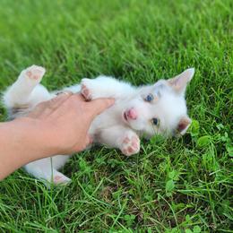 Tilly - Blue female Pembroke Welsh Corgi puppy in Orleans, Indiana from Workman Farms