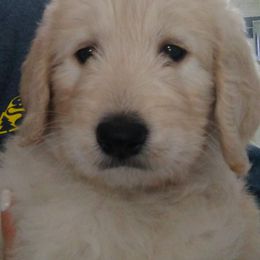 "Piper's baby (Golden Retriever)" Goldendoodle, Golden Retriever, and Sheepadoodle Puppies from Guppy Puppies