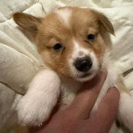 Girl 1 - White and red female Pembroke Welsh Corgi puppy in Newark, Ohio from Abc Cattle Co corgis
