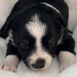 Victoria - Black tri female Miniature Australian Shepherd puppy in Godley, Texas from Nana and Paws Aussies