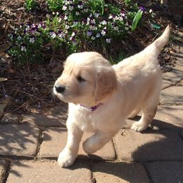Golden Honey Kennel breeder of Golden Retriever, Goldendoodle