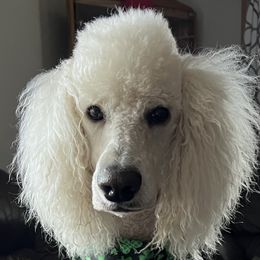 Reilly - Goldendoodle