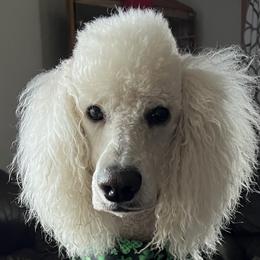 Reilly - Goldendoodle