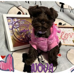 Miniature Schnauzer Puppies from Amaya Lara Schnauzers