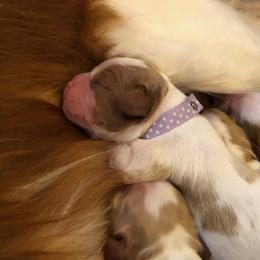 Cavalier King Charles Spaniel Puppies from Streffield Cavaliers