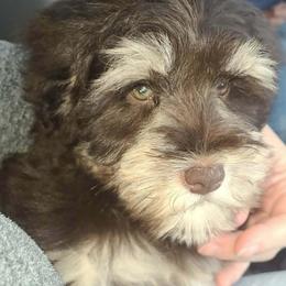 Mira - Liver female Miniature Schnauzer puppy in Graham, Washington from Kristy's French Bulldogs & Mini Schnauzers