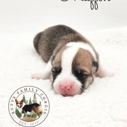 Muffin - Red female Pembroke Welsh Corgi puppy in Cameron, North Carolina from Butts Family Corgis