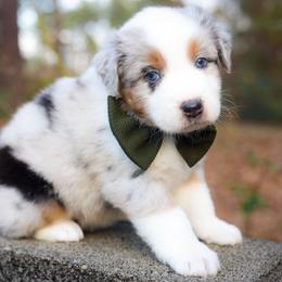 Winter - Blue merle female Australian Shepherd puppy in Georgetown, Texas from River Reign Australian Shepherds