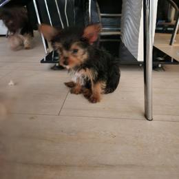 Peaty - Black and tan male Yorkshire Terrier puppy in Chickasha, Oklahoma from SISSYS YORKIES